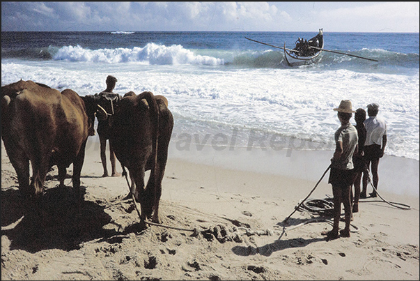 At the end of the day, the boat returns to the coast and the oxen prepare to pull it ashore