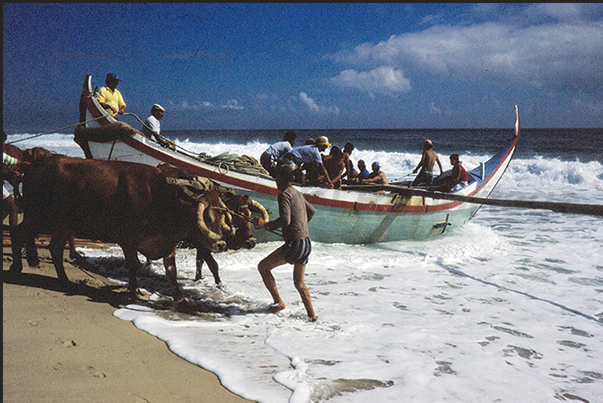 The oxen are hitched to the boat with ropes and hooks in order to drag the boat out to sea The oxen are hitched to the boat with ropes and hooks in order to drag the boat out to sea
