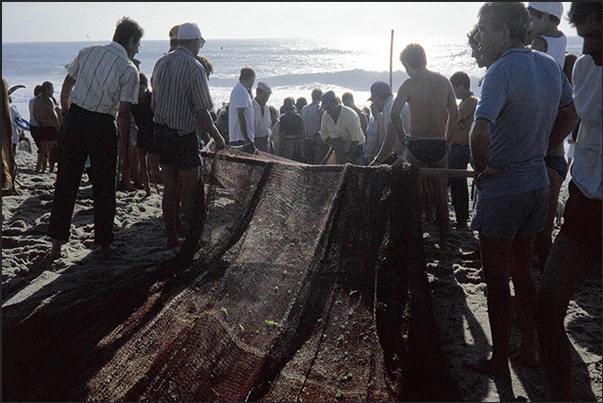 Once the boats have been secured, the oxen together with the whole village drag the nets laden with fish ashore