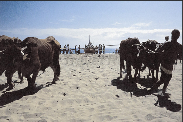 The oxen drag the boat to safety on the beach