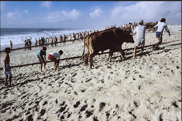 Once the boats have been secured, the oxen drag the nets laden with fish ashore Once the boats have been secured, the oxen drag the nets laden with fish ashore
