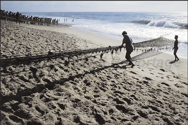 Once the boats have been secured, the oxen drag the nets laden with fish ashore