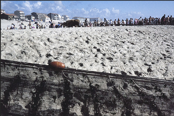 Once the boats have been secured, the oxen together with the whole village drag the nets laden with fish ashore