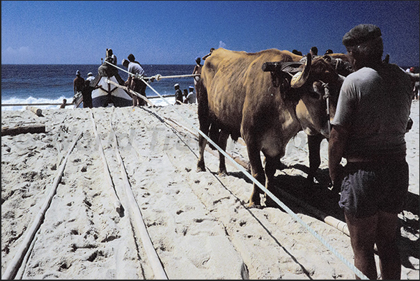 The oxen drag the boat to safety on the beach The oxen drag the boat to safety on the beach
