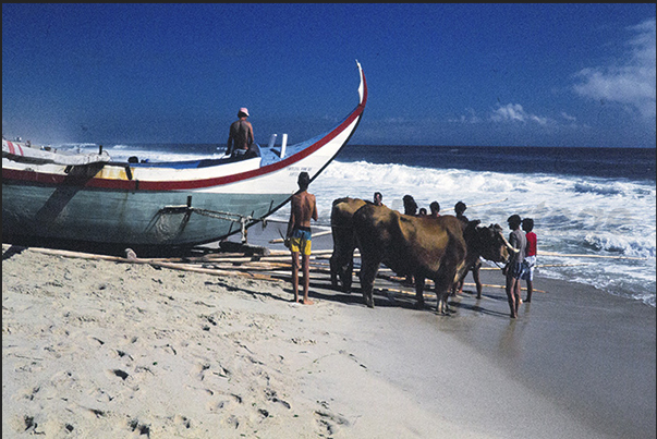 The oxen are hitched to the boat with ropes and hooks in order to drag the boat out to sea