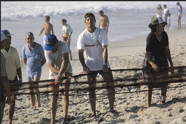 Once the boats have been secured, the oxen drag the nets laden with fish ashore