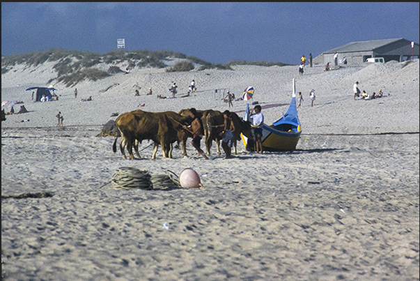 As soon as the ocean mists lift, the oxen arrive from the nearby stables, essential for fishing in Praia de Mira As soon as the ocean mists lift, the oxen arrive from the nearby stables, essential for fishing in Praia de Mira