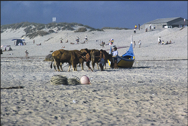 As soon as the ocean mists lift, the oxen arrive from the nearby stables, essential for fishing in Praia de Mira