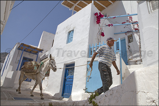 The only way to get goods into the city is by mules and donkeys. There are no cars