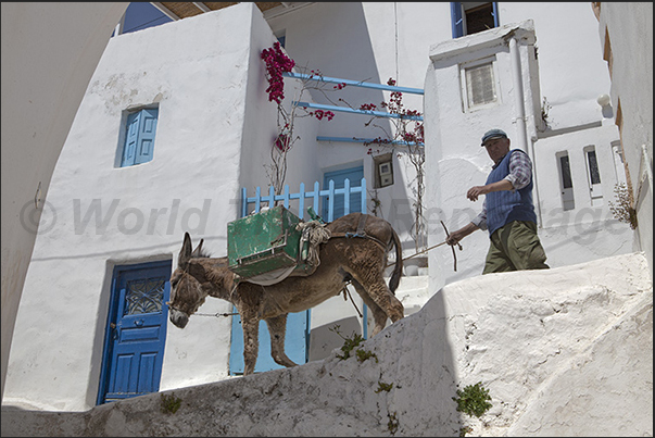 The only way to get goods into the city is by mules and donkeys. There are no cars The only way to get goods into the city is by mules and donkeys. There are no cars