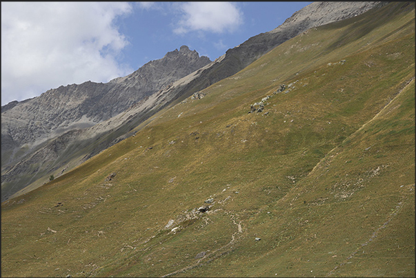 Pastures on the slopes surrounding the Grange du Fond plateau where the Scarfiotti refuge is located (2,165 m). Pastures on the slopes surrounding the Grange du Fond plateau where the Scarfiotti refuge is located (2,165 m).