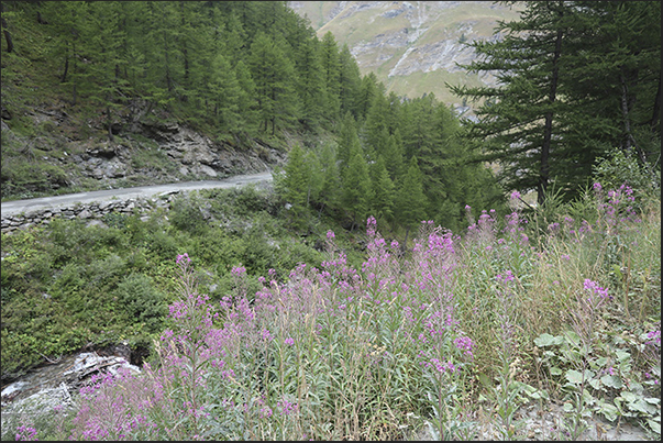 As you go up, the woods thin out and the rocky walls that overlook the valley appear