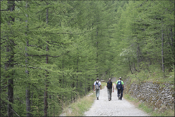 The Decauville, now a pedestrian and cycle dirt road, crosses the dense forest of the slopes of Mount Jafferau The Decauville, now a pedestrian and cycle dirt road, crosses the dense forest of the slopes of Mount Jafferau