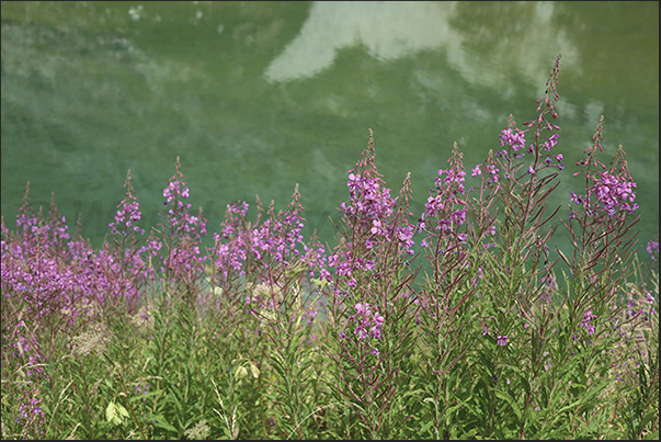 Small lake on the Grange du Fond plateau in front of the Scarfiotti refuge (2,165 m).