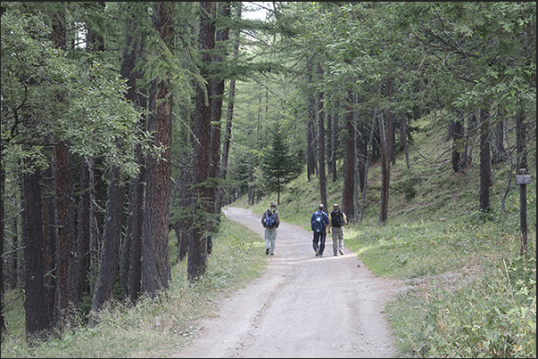 The Decauville, now a pedestrian and cycle dirt road, crosses the dense forest of the slopes of Mount Jafferau The Decauville, now a pedestrian and cycle dirt road, crosses the dense forest of the slopes of Mount Jafferau
