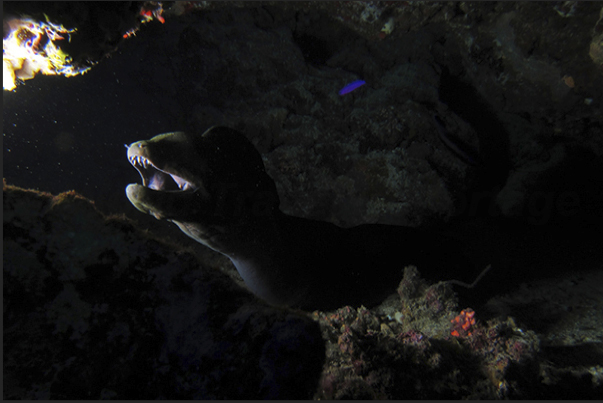 A moray comes out of the den intrigued by the presence of the flash. A moray comes out of the den intrigued by the presence of the flash.
