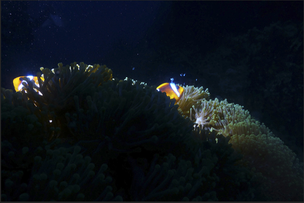 Clownfish hiding among the tentacles of an anemone.