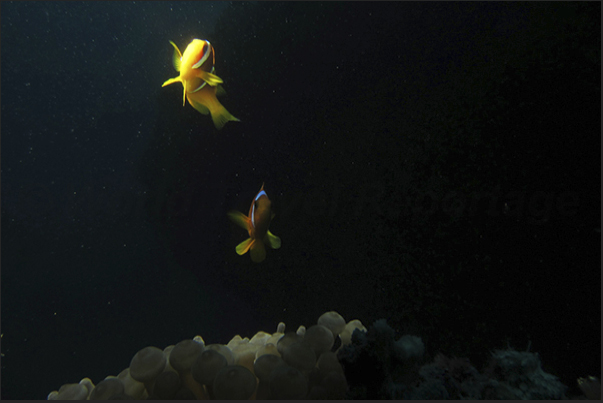Clownfish distant from anemone to discover the world around them. Clownfish distant from anemone to discover the world around them.