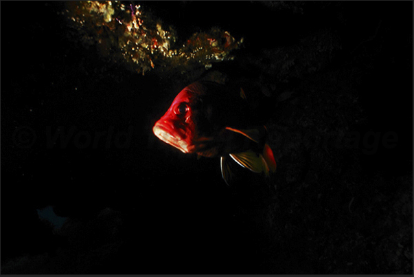 A profile in the dark, highlighted by the flash, appears between the coral reef.