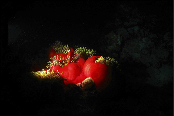 The light awakens a colony of anemones closed in their red cloaks. The light awakens a colony of anemones closed in their red cloaks.