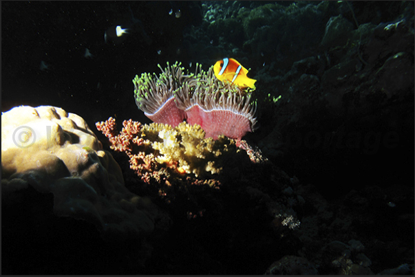 The tentacles of an anemone welcome the little clownfish that defends the colony. The tentacles of an anemone welcome the little clownfish that defends the colony.