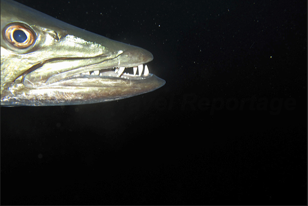The unsettling smile of a barracuda pierces the darkness of the night. The unsettling smile of a barracuda pierces the darkness of the night.