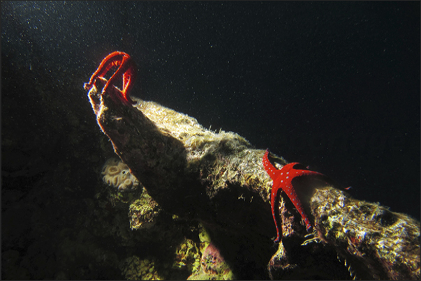 A meeting between starfish on the plates of a wreck.