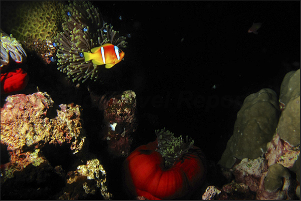 A clown fish observed colonies of sea anemones with which it lives in symbiosis.