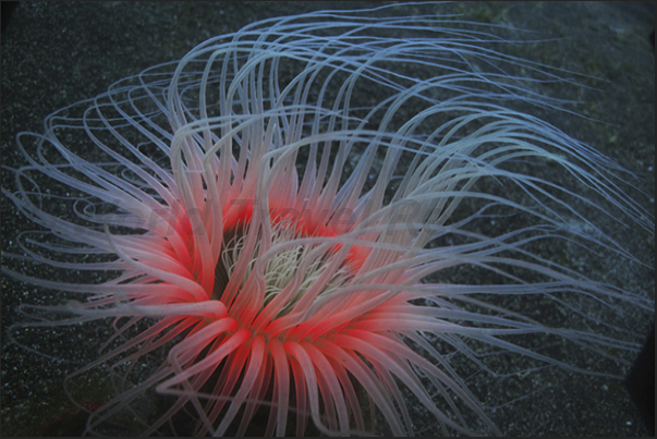 Tentacles floating in the stream of Apo Island in the Philippines in search of food.