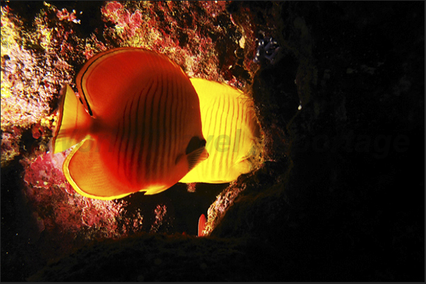 The flash highlights the transparency of butterfly fish. The flash highlights the transparency of butterfly fish.