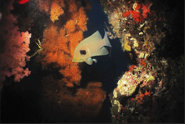 The coral reef framing a solitary pomacantidae.