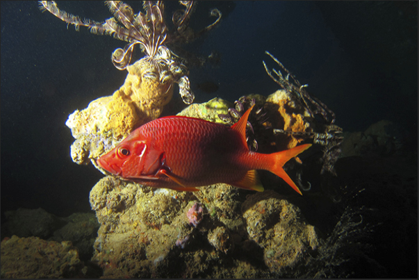 A squirrel fish passes indifferent under some crinoids.