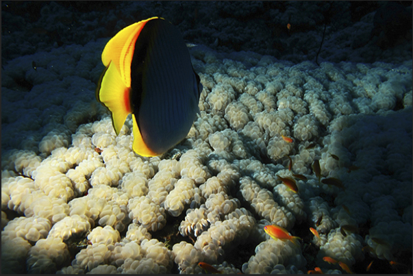 New moon. The profile of a butterfly fish passes over an expanse of coral grape. New moon. The profile of a butterfly fish passes over an expanse of coral grape.
