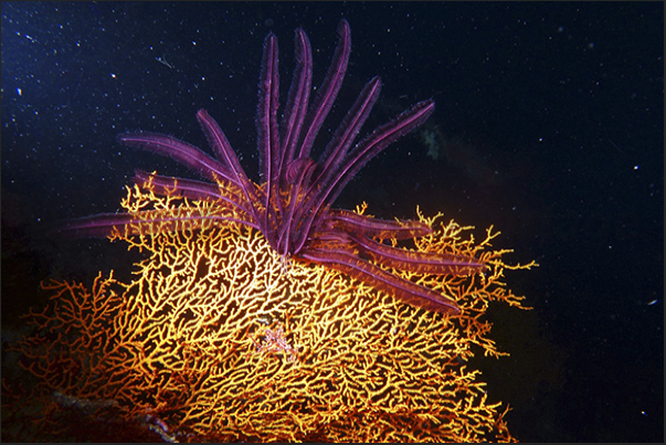 A gorgonian punk with the purple ridge formed by a crinoid.