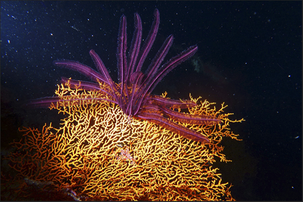 A gorgonian punk with the purple ridge formed by a crinoid. A gorgonian punk with the purple ridge formed by a crinoid.