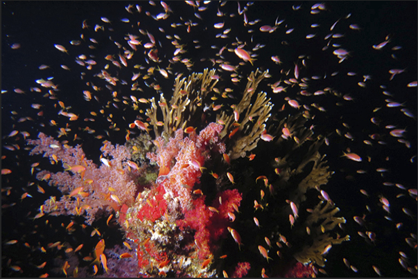 A meeting of little Anthias between the coral.