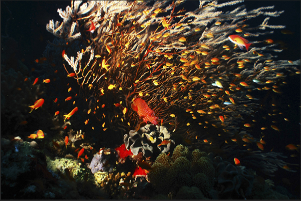 A small spotted grouper, hiding in the branches of the coral.