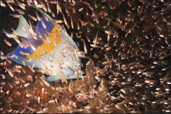 A pomacantus enters in a cloud of glassfish. A pomacantus enters in a cloud of glassfish.