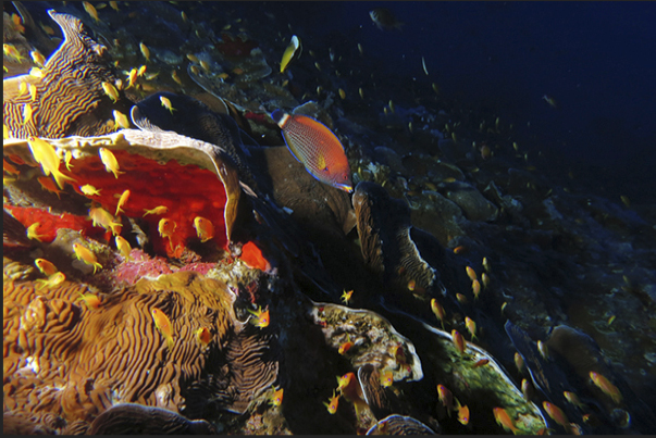 Reef Motel to a group of Anthias that fast took refuge to escape predators Reef Motel to a group of Anthias that fast took refuge to escape predators
