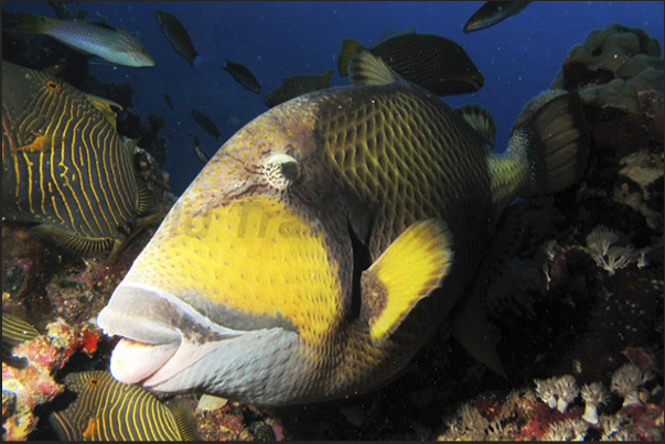 A titan triggerfish smiles at the photographer.