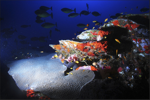 Step by step the coral dates back to the surface of the sea.