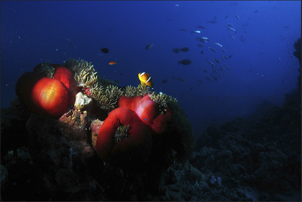 Happy island where they live, isolated on the reef, sea anemones and clownfish.