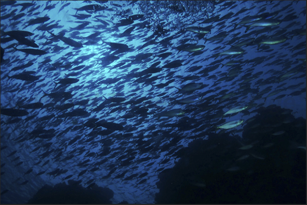 Big crowd on the reef when the sun sets. There are those who return into the den and who goes out for hunting.