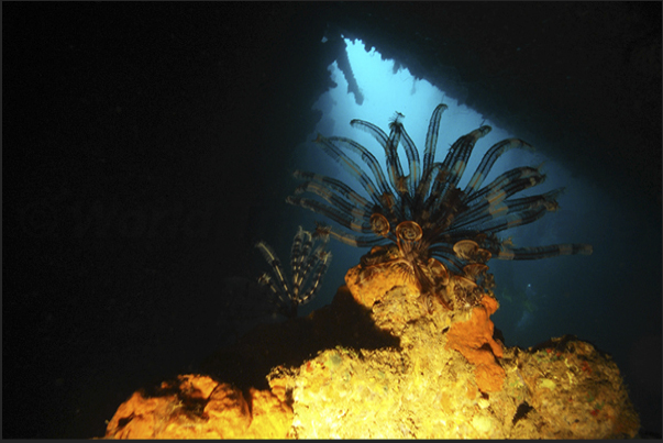 On the stage of nature, a crinoid is noted under a wreck.
