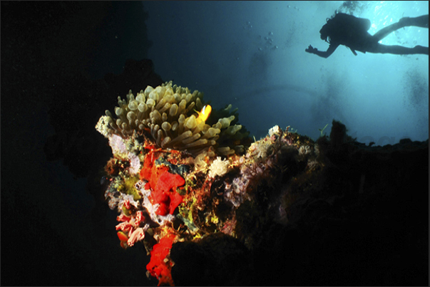 Finding Nemo. Finding Nemo.