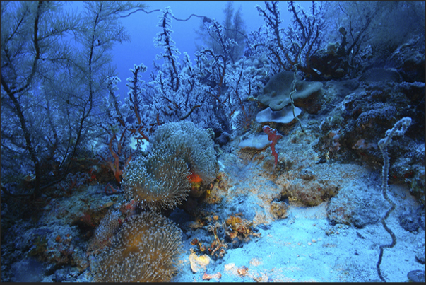 Merry Christmas from Angarosh Reef, Sudan.