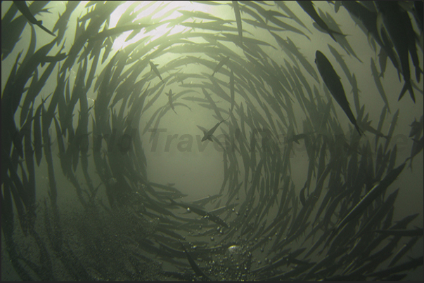 A spiral of barracudas. A spiral of barracudas.