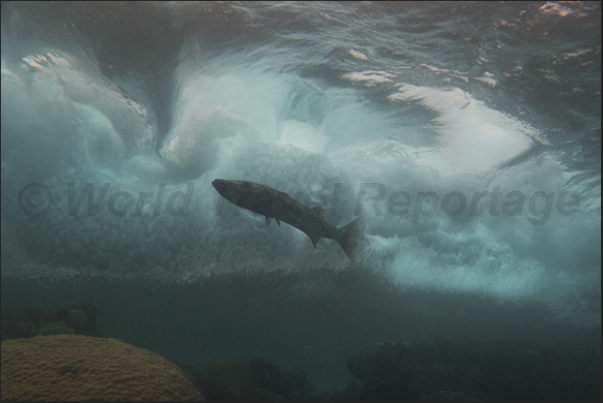 Lurking below the wave. Lurking below the wave.