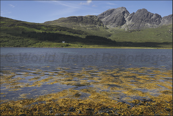 In the bays of the south-eastern peninsula of the island, the low tide leaves large fields of seaweed dry. In the bays of the south-eastern peninsula of the island, the low tide leaves large fields of seaweed dry.
