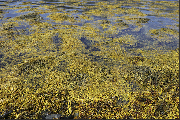 In the bays of the south-eastern peninsula of the island, the low tide leaves large fields of seaweed dry. In the bays of the south-eastern peninsula of the island, the low tide leaves large fields of seaweed dry.